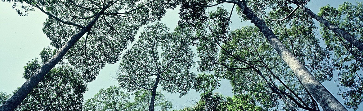 Canopy of agroforest with Shorea javanica trees, Krui, Sumatra, Indonésie