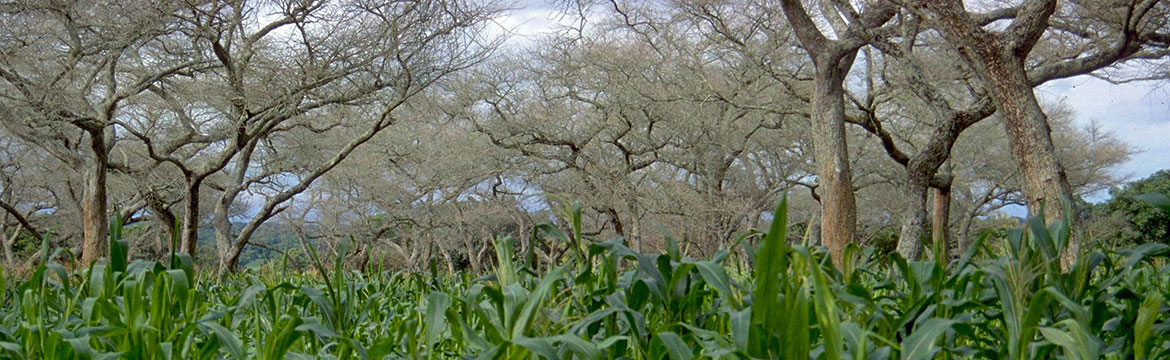Evergreen agriculture: maize (corn) under Faidherbia albida, near Korhogo, Côte d’Ivoire © D. Louppe, CIRAD