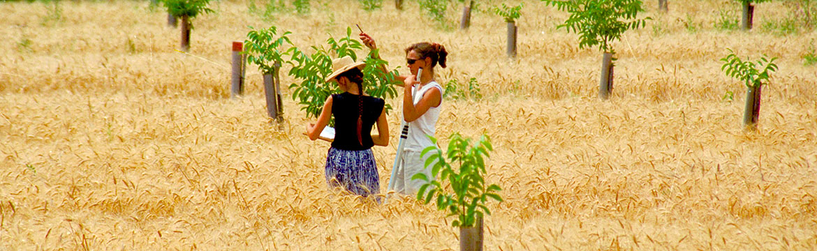 Measuring young trees in an agroforestry plantation, Restinclières, Hérault, France
